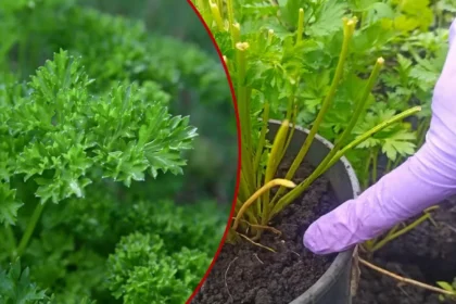 Vos vienas veiksmas prieš sėjant sėklas – ir petražolės sudygs tolygiai