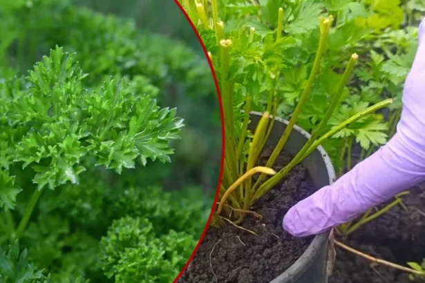 Vos vienas veiksmas prieš sėjant sėklas – ir petražolės sudygs tolygiai