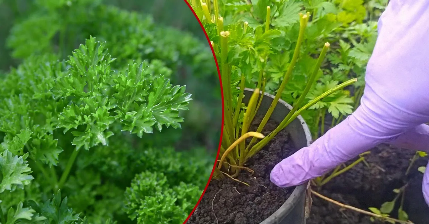 Vos vienas veiksmas prieš sėjant sėklas – ir petražolės sudygs tolygiai