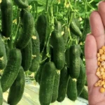 Žirneliai agurkams