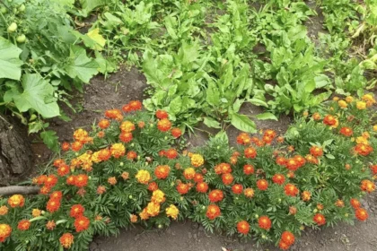 Žydinčios medetkos