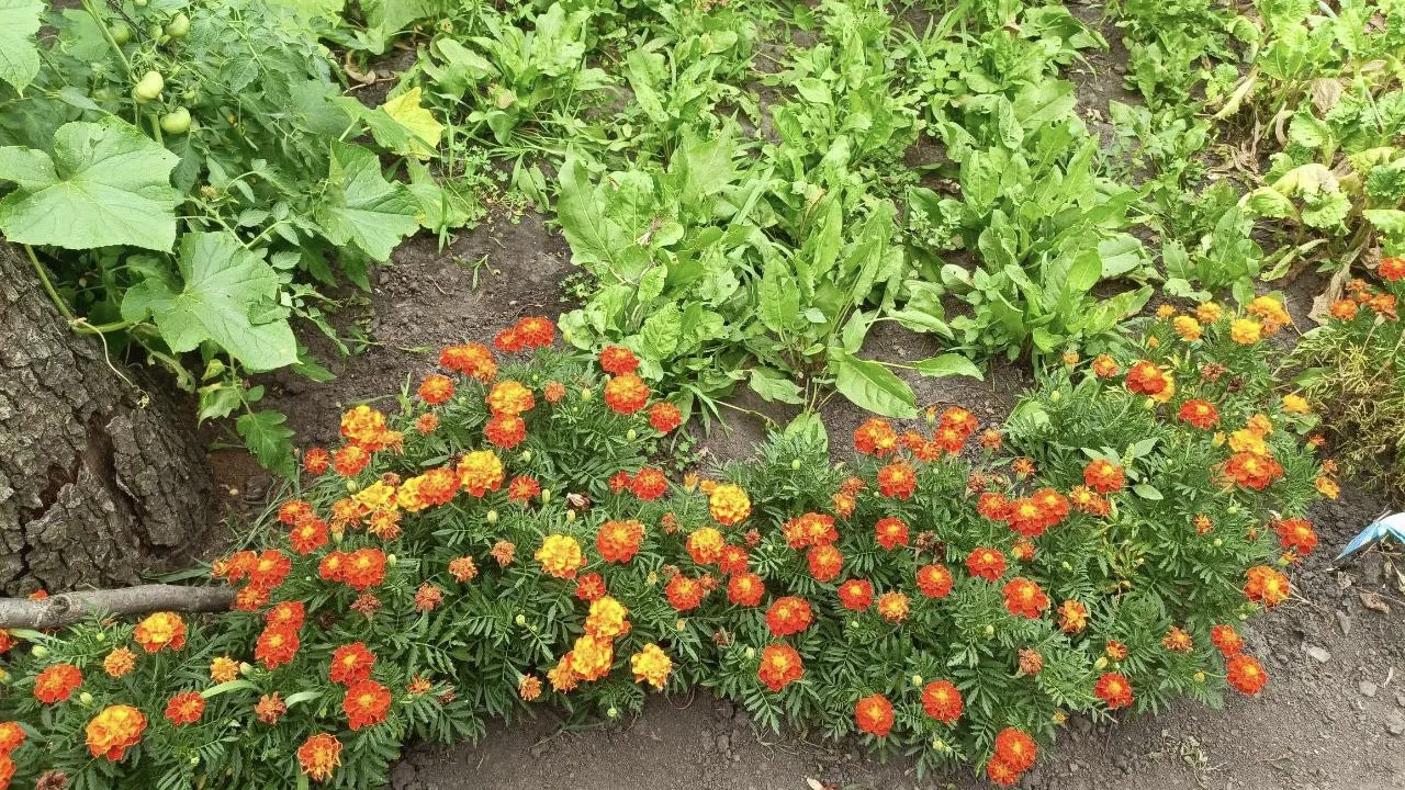 Žydinčios medetkos