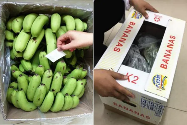 Ethylene absorbers / freshplaza.com nuotr.