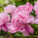 Shutterstock 1109933153