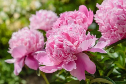 Shutterstock 1109933153