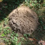 Kurmiarausis