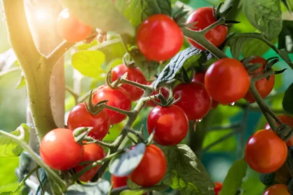 Pomidorai blogiau dera, jei šalia auga šie 5 augalai: klaida, kurią daržininkai pastebi per vėlai