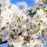 Jei norite, kad vyšnia ne tik gražiai žydėtų, bet ir vėliau užaugintų daug sveikų uogų, svarbiausia žydėjimo metu nepadaryti skubotų klaidų