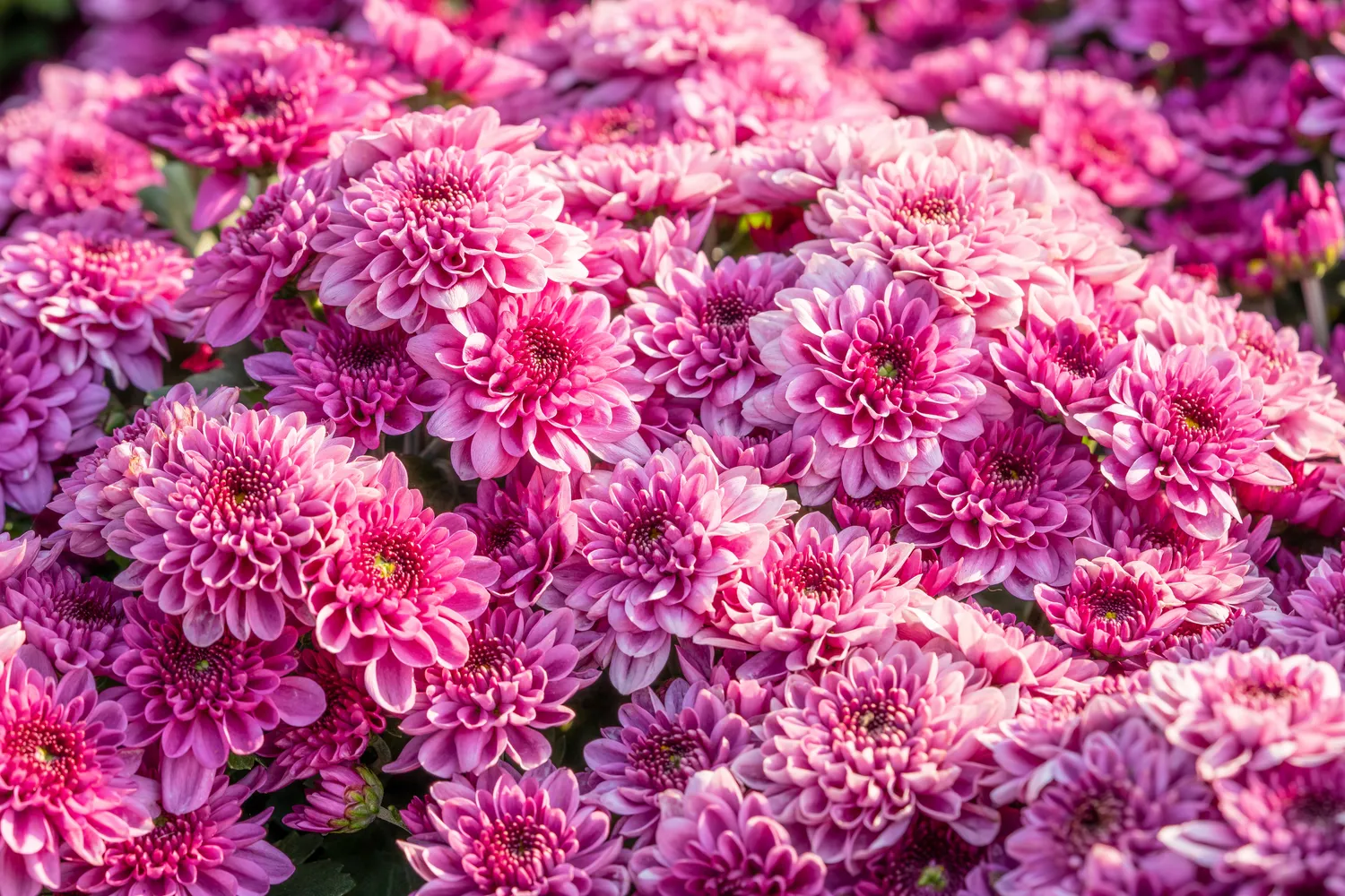 Chrizantema – nereikli gėlė, žydinti vėlyvą vasarą ir rudenį