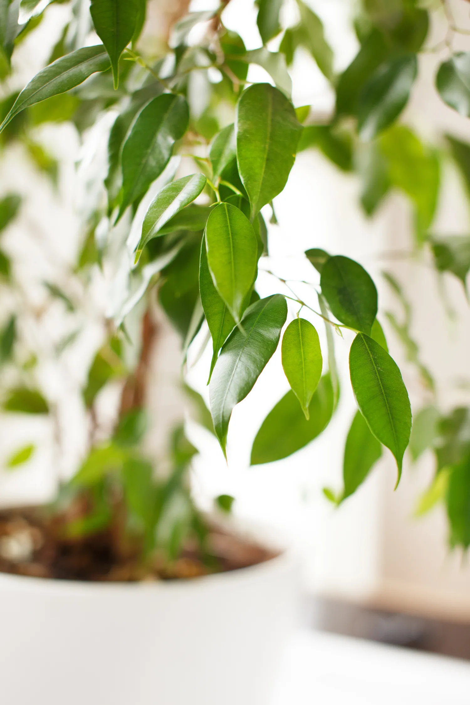 Naminės trąšos padeda stiprinti fikuso šaknis, palaikyti lapų spalvą ir skatinti tolygesnį augimą