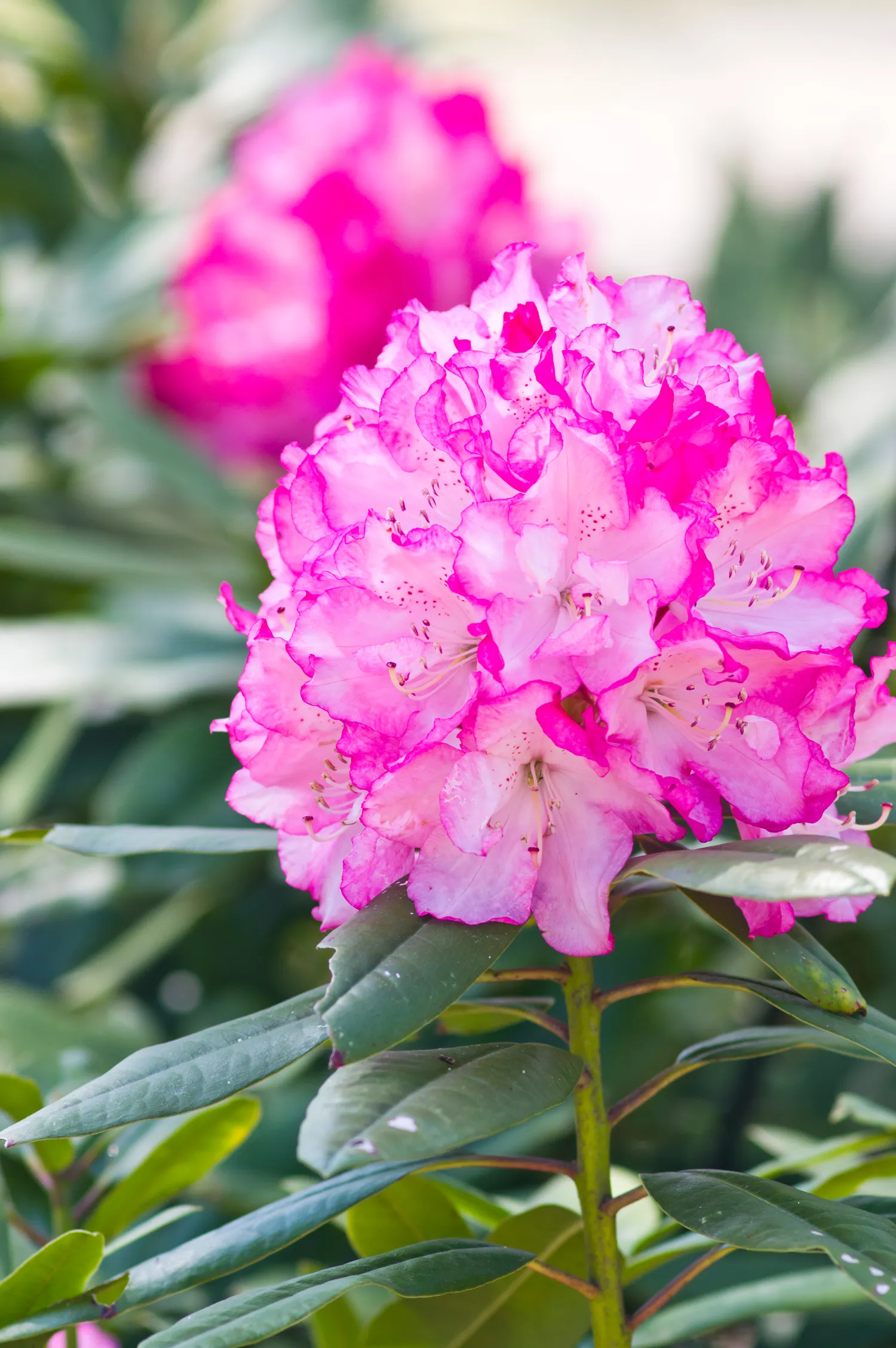 Rododendrai puikiai auga daliniame pavėsyje