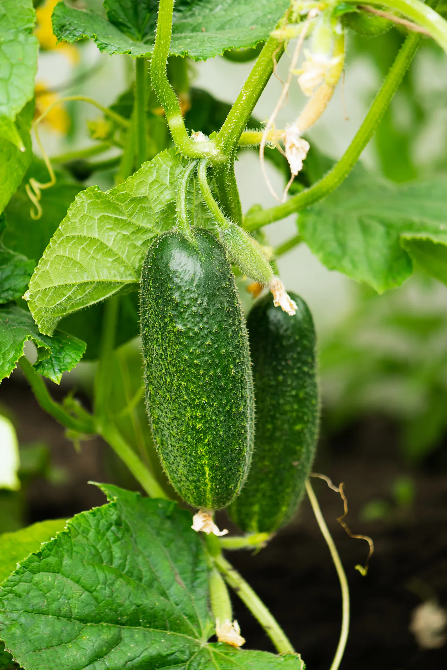 Agurkams reikia didelio kiekio maistinių medžiagų