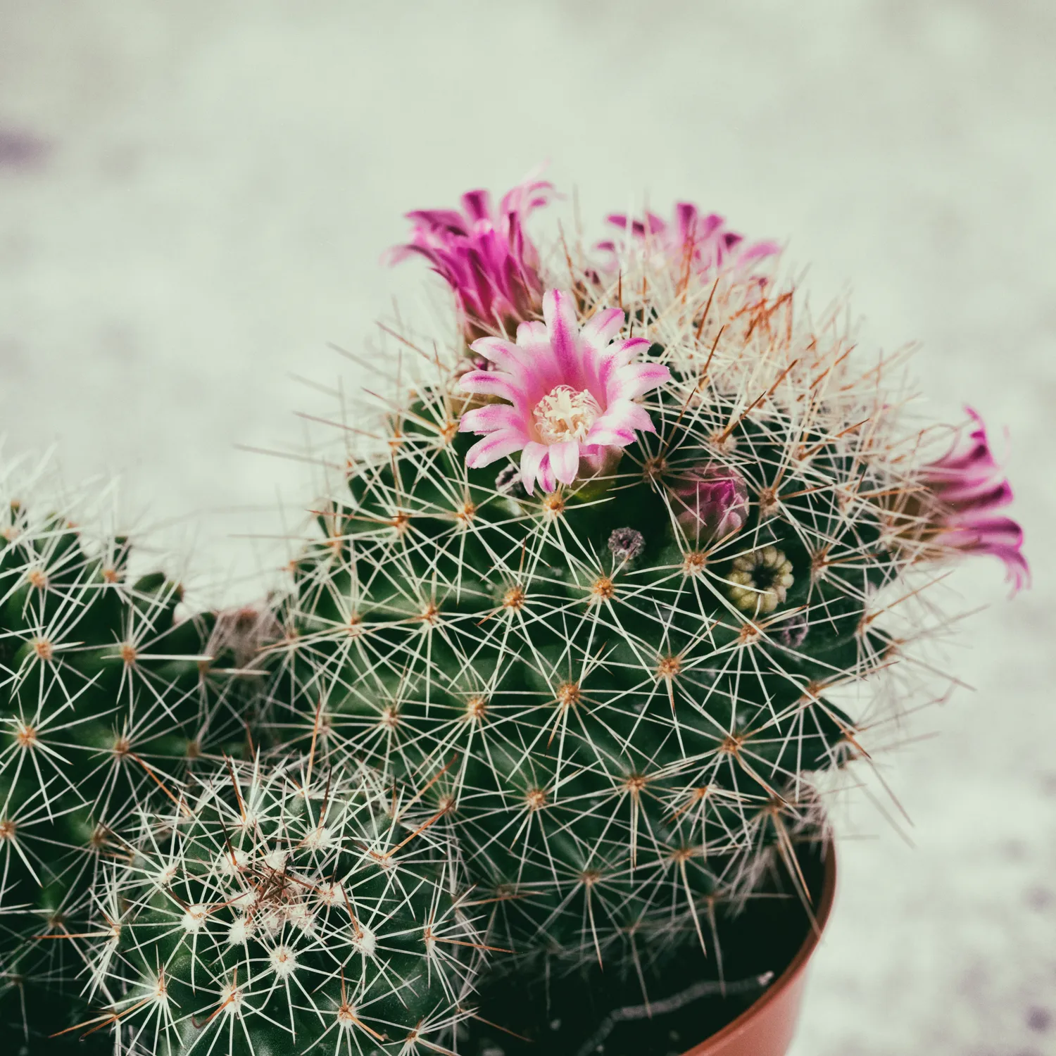 Daugelis žmonių kaktusus prižiūri kaip įprastas kambarines gėles, tačiau būtent čia ir slypi problema