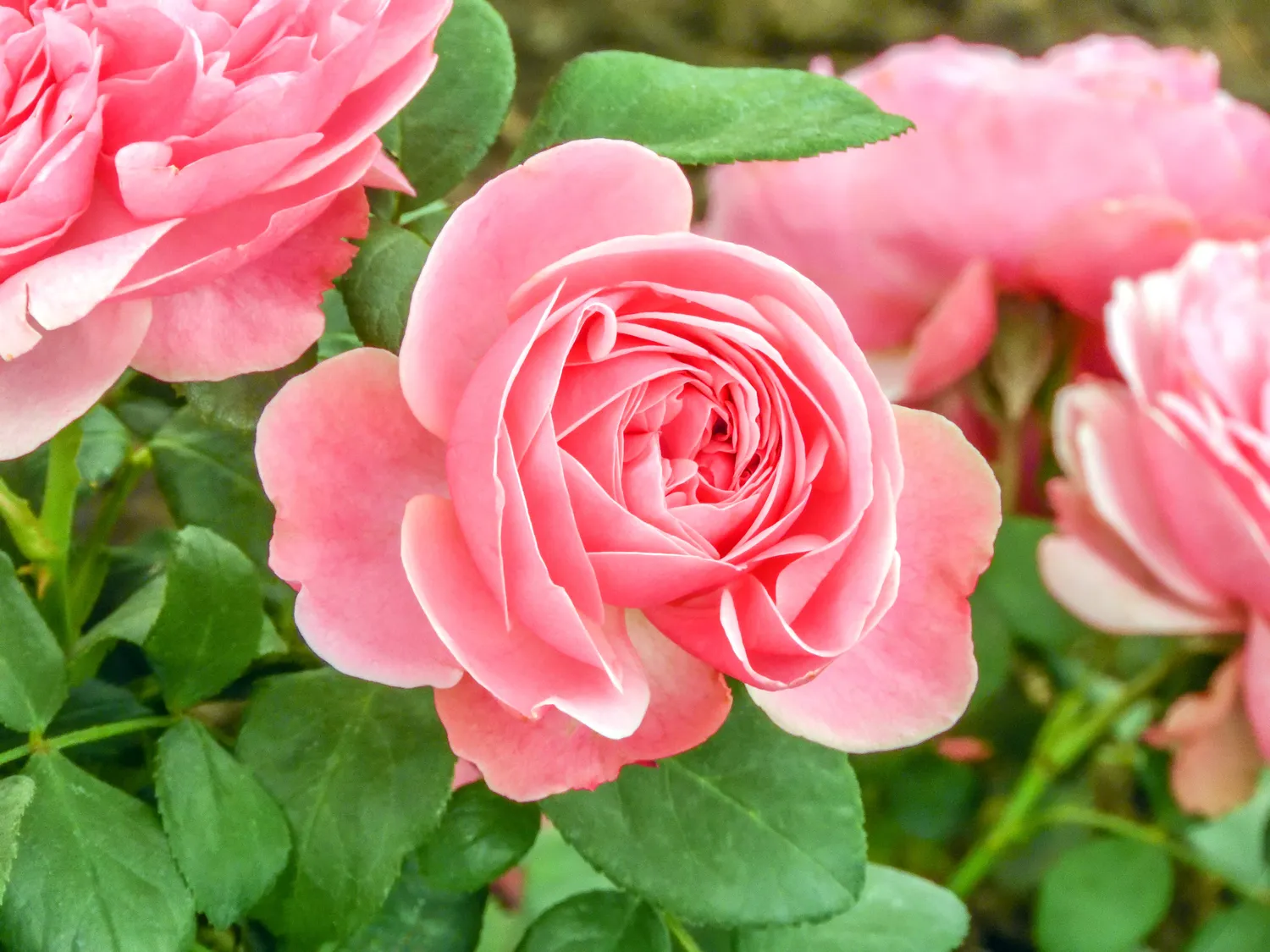 Kuo mažiau šaknys bus pažeistos, tuo lengviau rožė prisitaikys naujoje vietoje