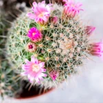 Jei kaktusas nežydi metų metus, pirmiausia verta peržiūrėti pagrindinius priežiūros įpročius