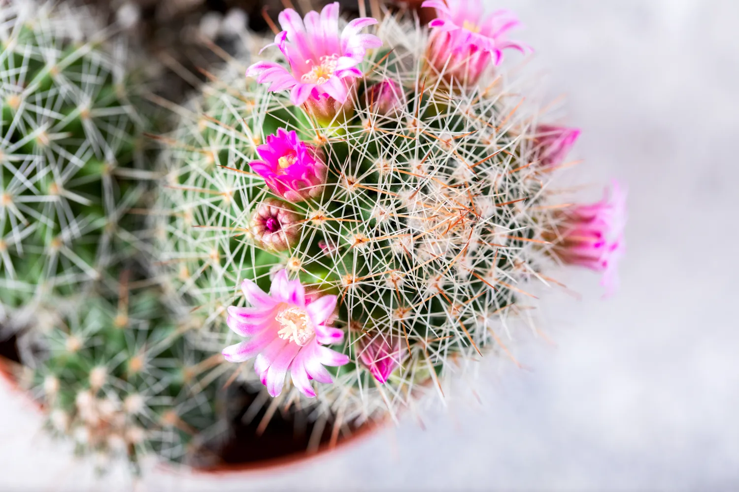 Jei kaktusas nežydi metų metus, pirmiausia verta peržiūrėti pagrindinius priežiūros įpročius