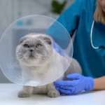 Katės sterilizacija