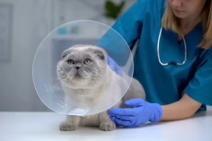 Katės sterilizacija