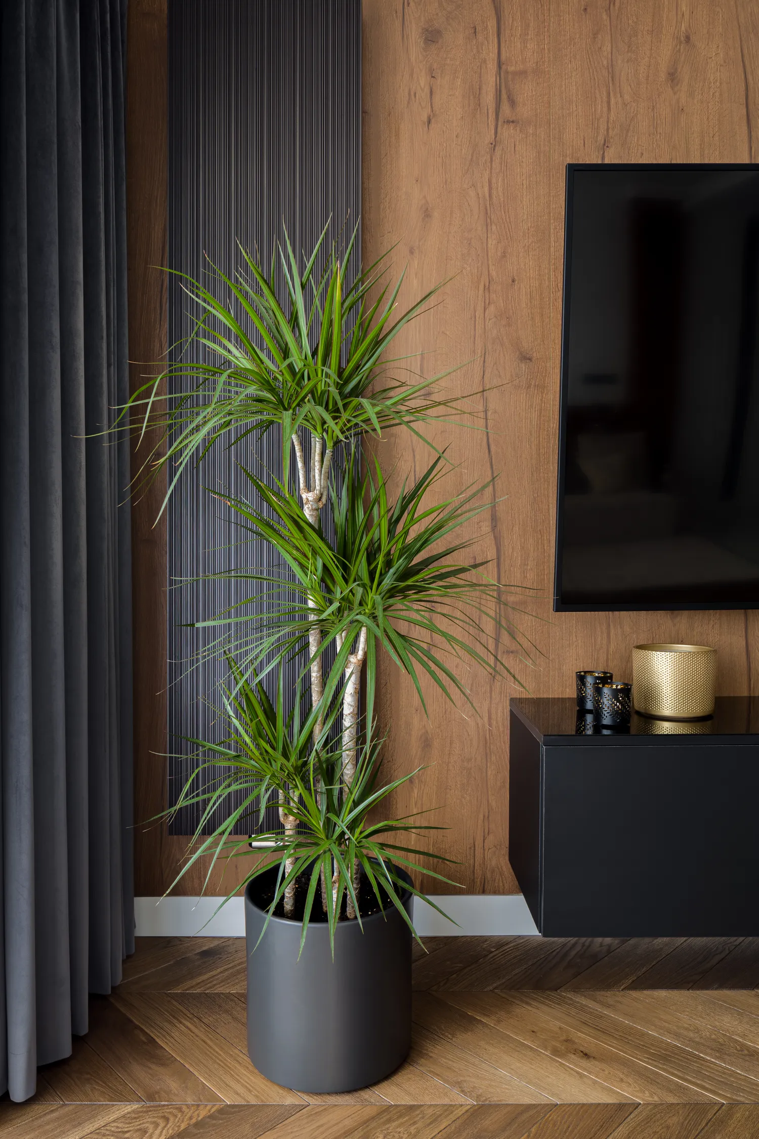 Dracena itin atspari drėgmės trūkumui