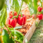 Shutterstock 1633291165