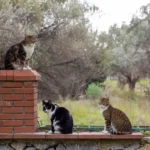 Kaimynų katės jūsų kieme