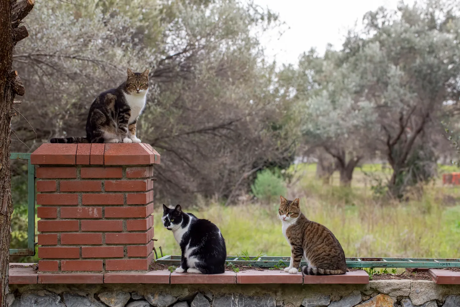 Kaimynų katės jūsų kieme