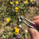 Erkėms tai nepatinka