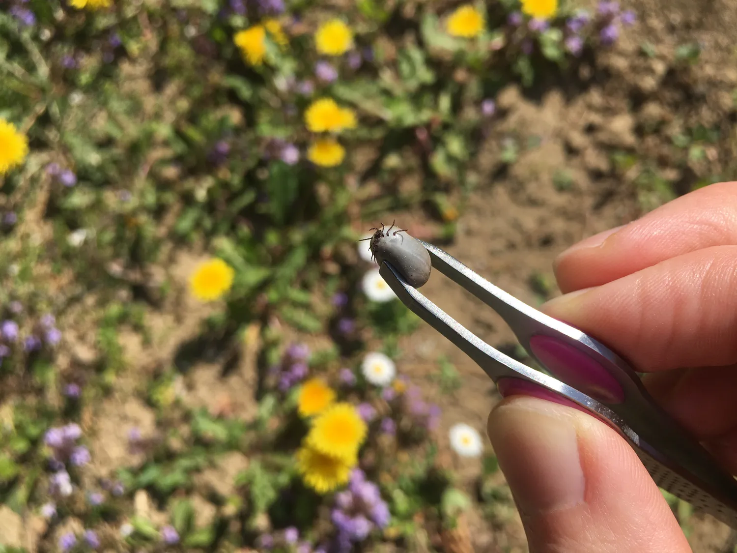 Erkėms tai nepatinka