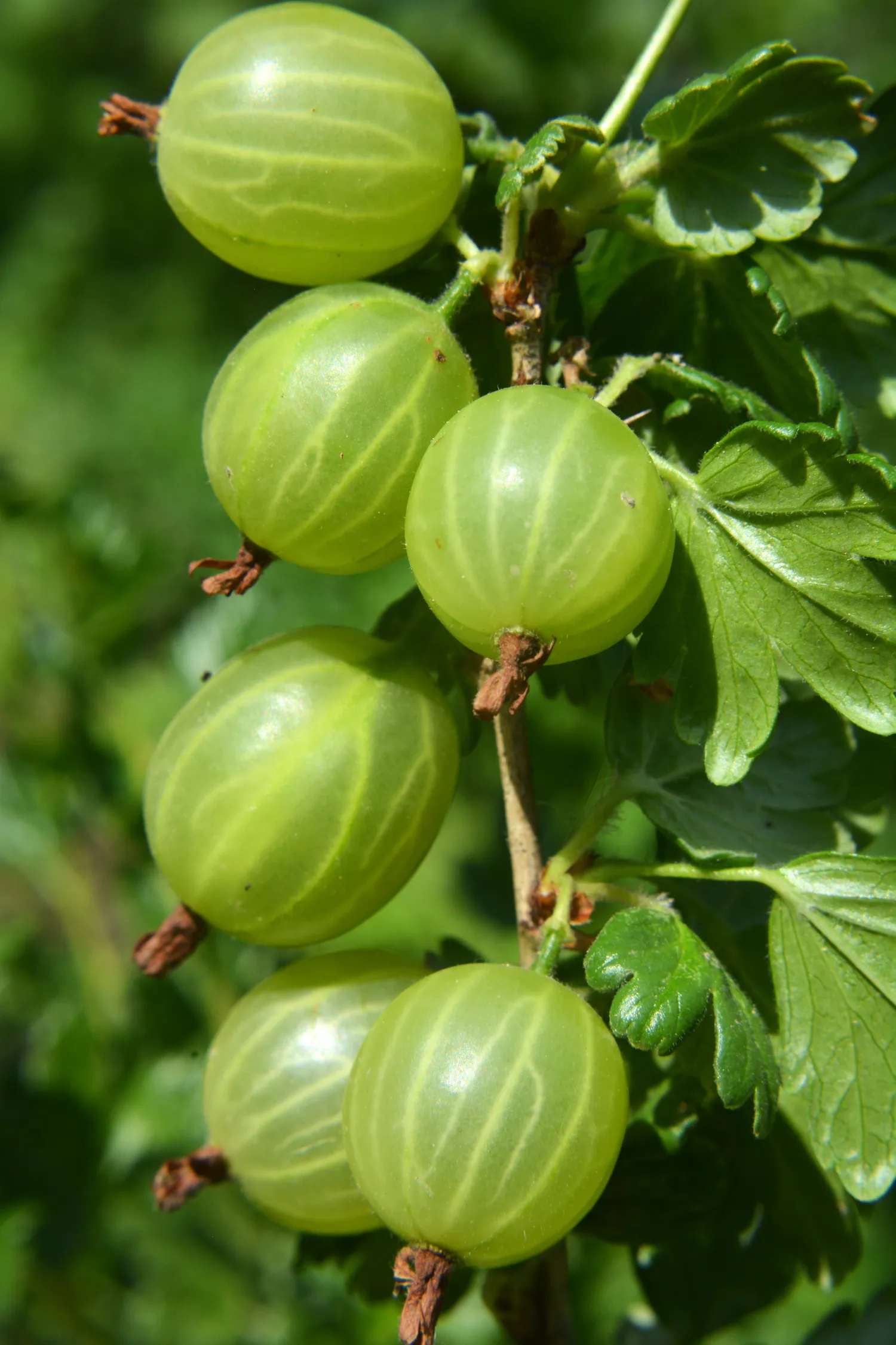 Jei norite, kad agrastai būtų ne maži ir rūgštūs, o stambūs, sultingi ir malonaus skonio, svarbiausia neperleisti visko atsitiktinumui