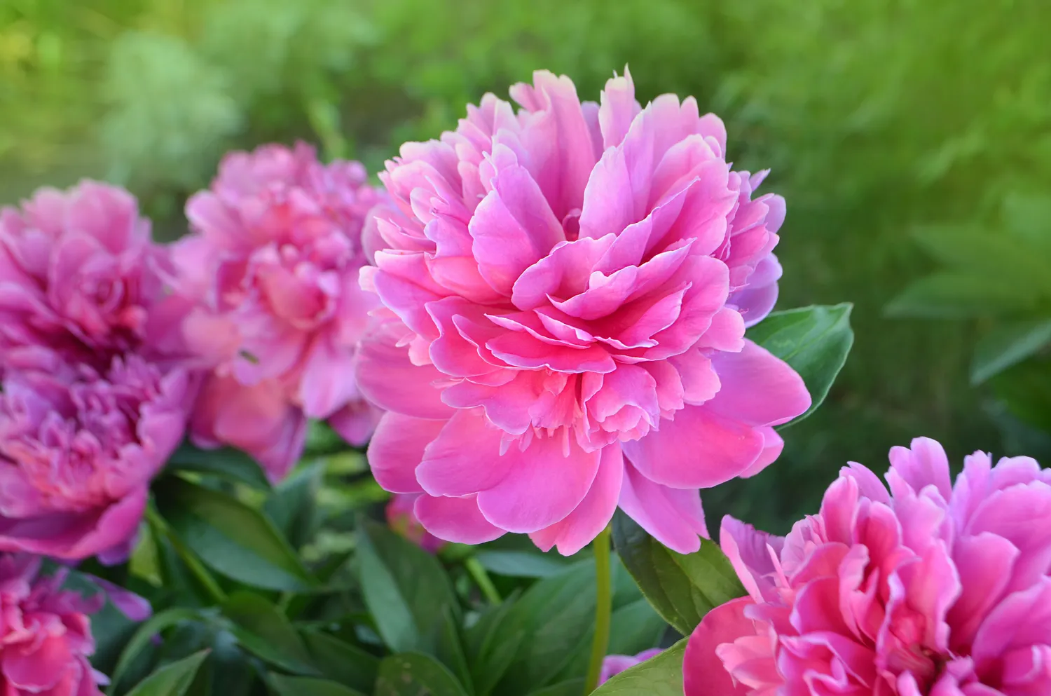 Teisingas bijūnų persodinimas nėra tik kero perkėlimas į kitą vietą - tai tinkamas laikas, atsargiai padalytos šaknys ir labai tikslus sodinimo gylis