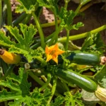 Jei norite sveikų, stiprių ir gausiai derančių cukinijų, verta atsakingai planuoti daržą