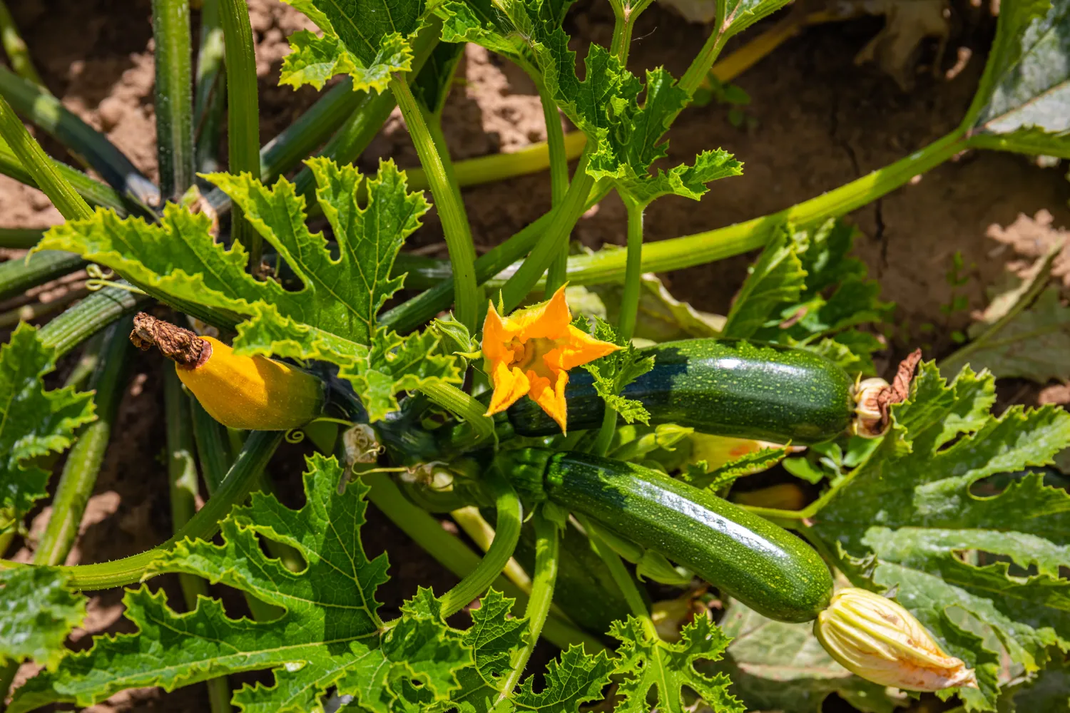 Jei norite sveikų, stiprių ir gausiai derančių cukinijų, verta atsakingai planuoti daržą