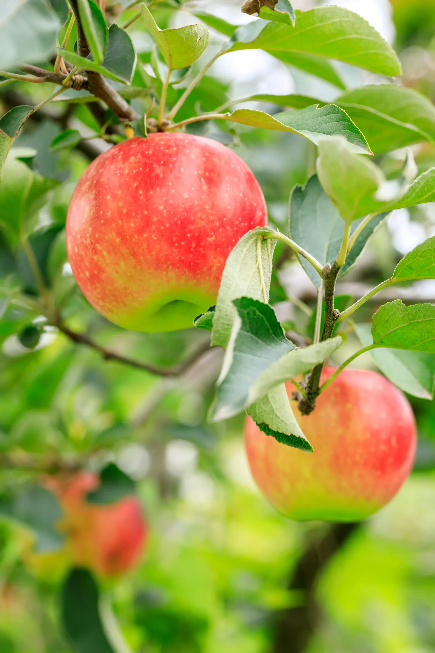 Obelims labai naudinga gerai perpuvusi kompostinė žemė arba perpuvęs mėšlas