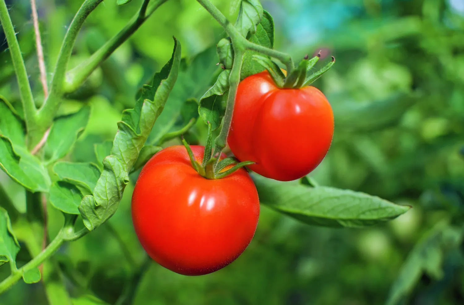 Patyrę sodininkai dažnai išskiria dvi trąšų kryptis, kurios lemia, ar pomidorai augs stiprūs, o vaisiai bus kokybiški