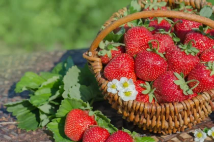 Vienas svarbiausių saldaus skonio veiksnių yra šviesa - braškės cukrų kaupia tada, kai gauna pakankamai saulės