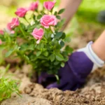 Shutterstock 1816563554