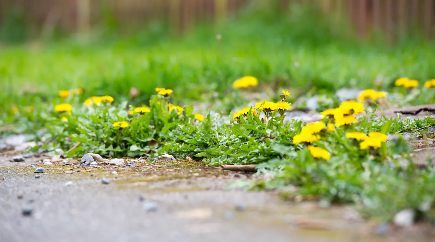 Kiaulpienės namų kieme