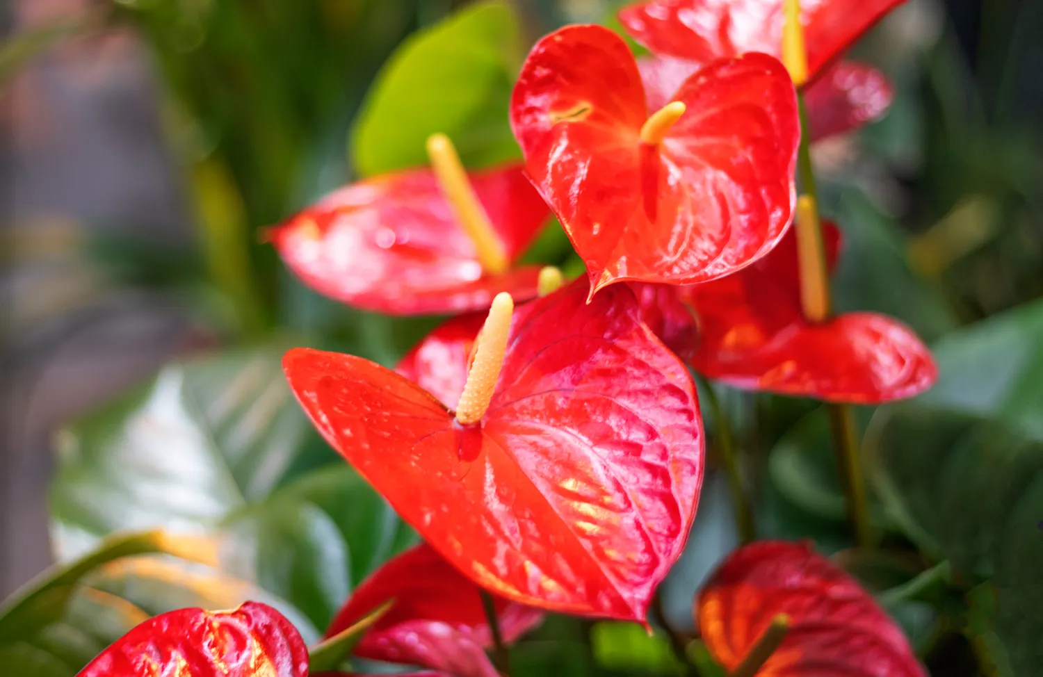 Kadangi anturis kilęs iš šiltesnių ir drėgnesnių kraštų, jam svarbi ne tik tinkama dirva, bet ir pakankama oro drėgmė