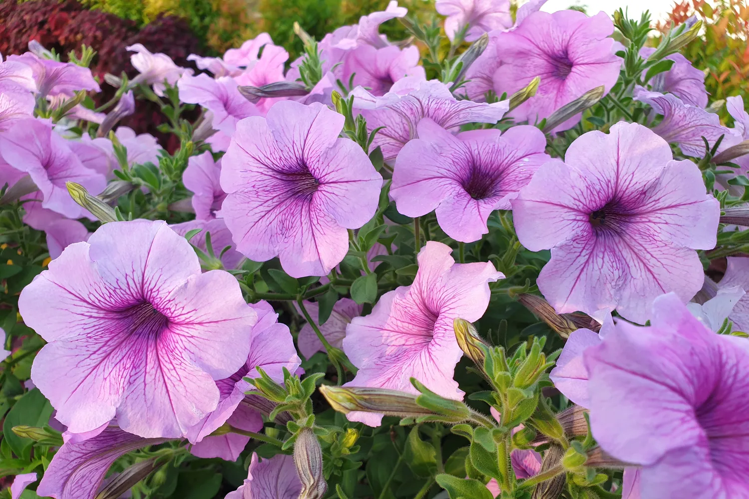 Surfinijos sukuria tikrą žiedų krioklį, todėl balkonų loveliuose atrodo itin dekoratyviai