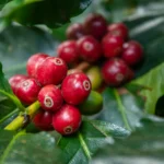 Kavamedžio auginimas namuose