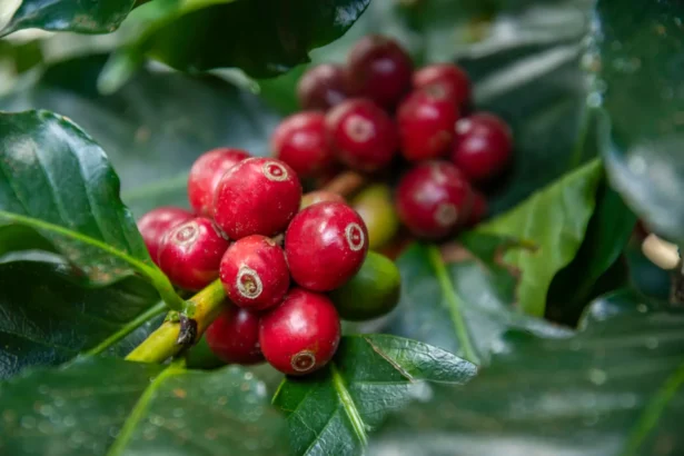 Kavamedžio auginimas namuose