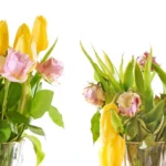 Nuvytusios pamerktos gėlės dar ne visada reiškia pabaigą - kartais pakanka vos kelių teisingų veiksmų, kad jos vėl atrodytų daug gyvybingesnės