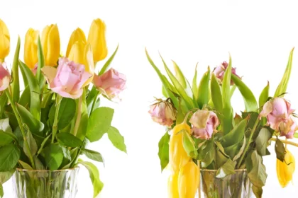 Nuvytusios pamerktos gėlės dar ne visada reiškia pabaigą - kartais pakanka vos kelių teisingų veiksmų, kad jos vėl atrodytų daug gyvybingesnės