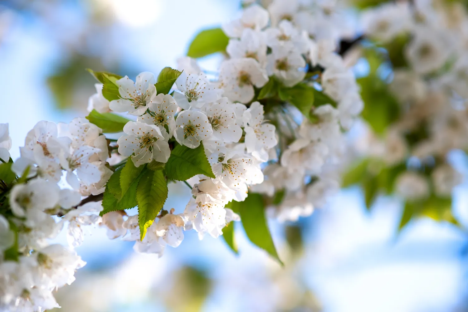 Žydėjimo metu vyšniai reikia ne bet kokio tręšimo, o labai apgalvotos priežiūros