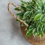 Jei norite, kad fikusas augtų sveikas ir gražus, naminės trąšos gali tapti puikiu papildomu žingsniu