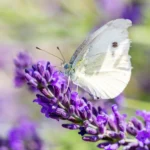 Shutterstock 2056075175