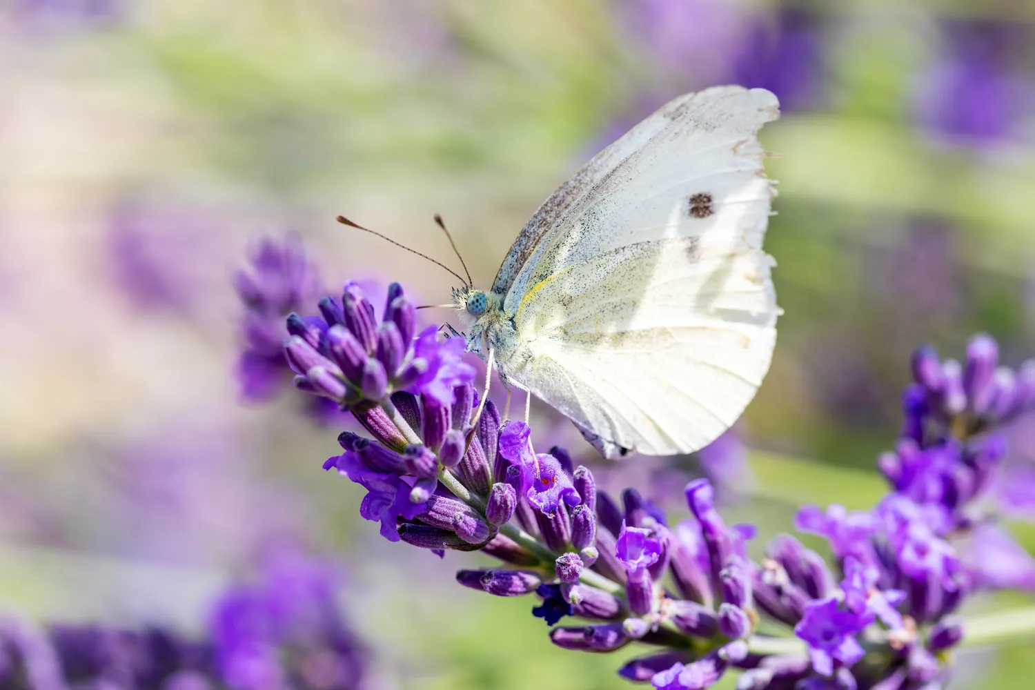 Shutterstock 2056075175