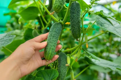 Agurkų kartumas labai dažnai susijęs su keliomis pasikartojančiomis klaidomis, kurias daugelis daro to net nepastebėdami