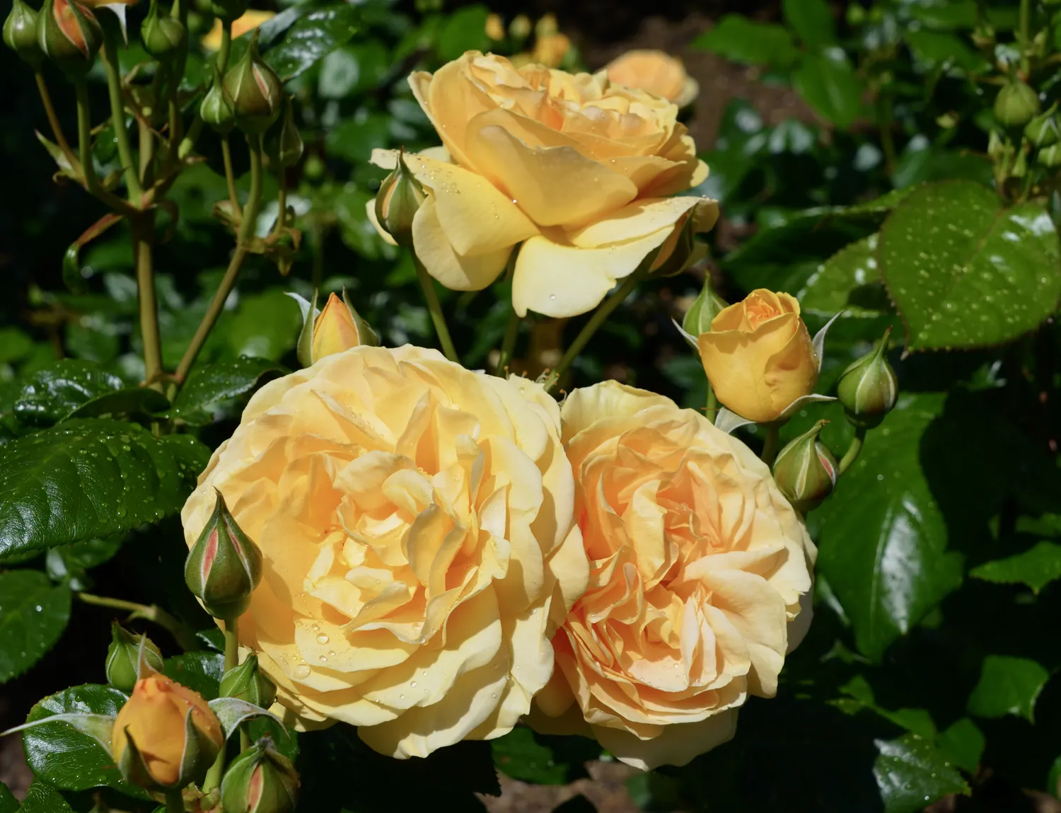 Svarbiausia – rožes pratinti prie pavasario palaipsniui, o ne atidengti vienu kartu