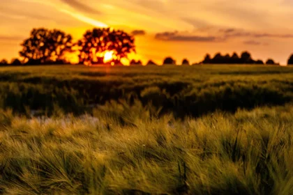 Atsivers palankus metas